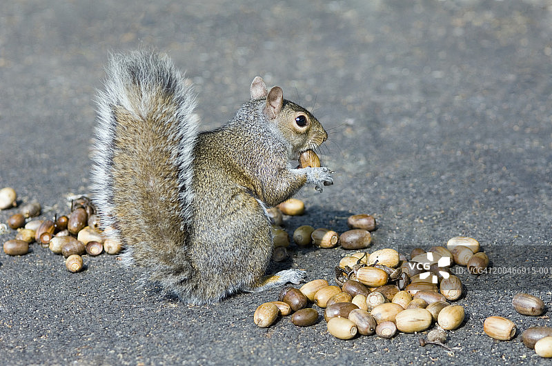 松鼠（Sciurus carolinensis）吃橡子，特写图片素材