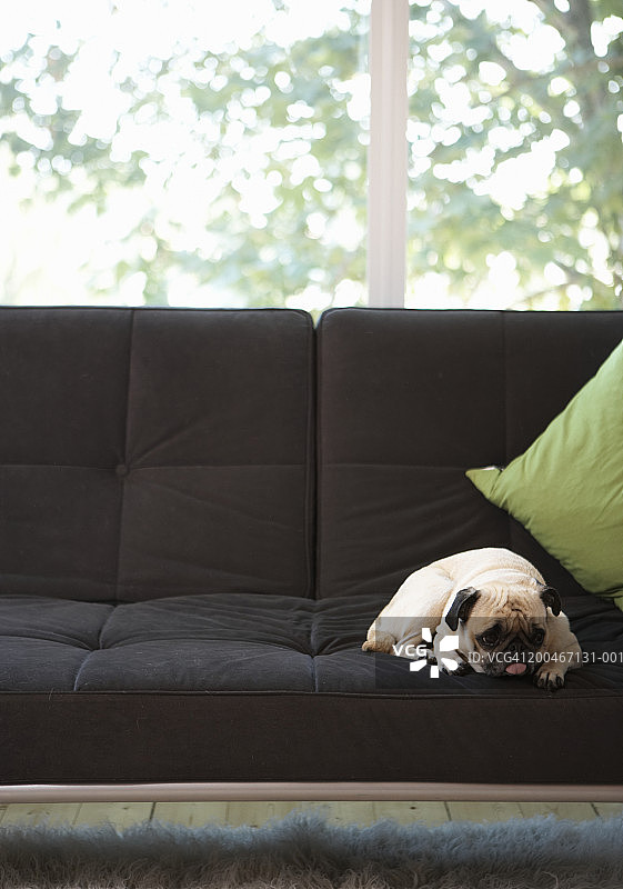 巴哥犬躺在沙发上，看向远方图片素材