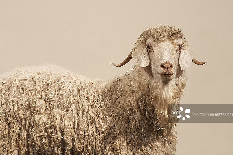 安哥拉山羊图片素材