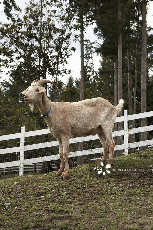 草地中的努比亚山羊侧面图片素材