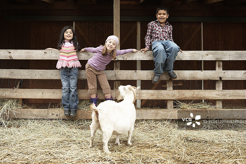 三个孩子在矮山羊旁的木栅栏边图片素材