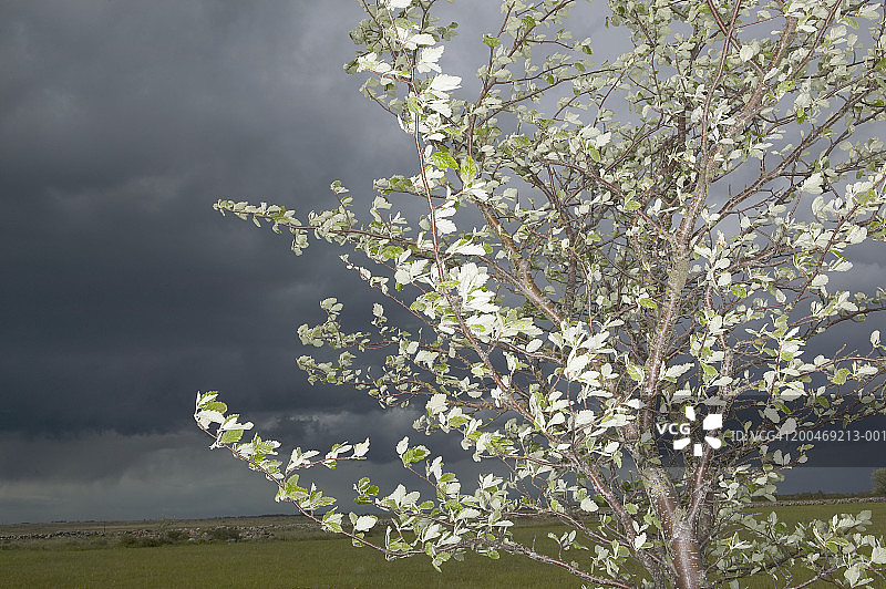 瑞典哥特兰岛暴风雨中被风吹拂的树叶和树枝图片素材