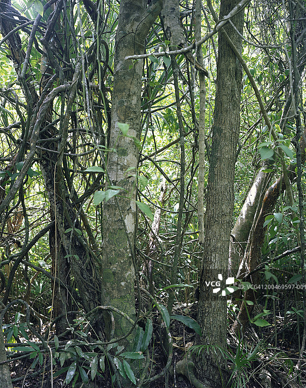 墨西哥图卢姆，西安卡安生物圈保护区森林树木图片素材