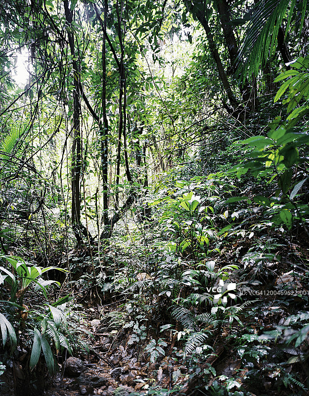 特立尼达和多巴哥多巴哥岛的热带雨林图片素材
