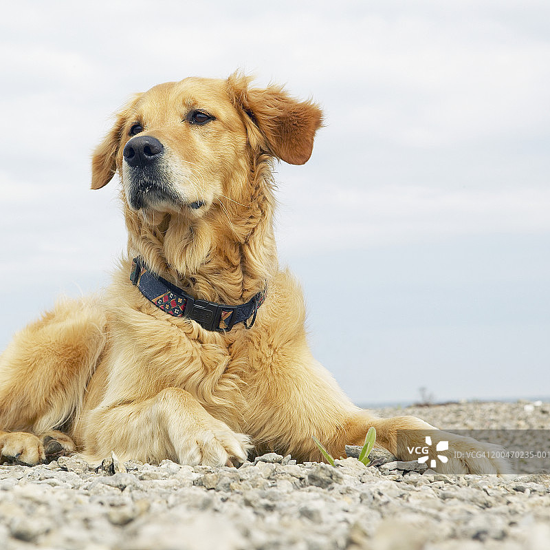 金毛犬躺在岩石海滩上，望向远方图片素材