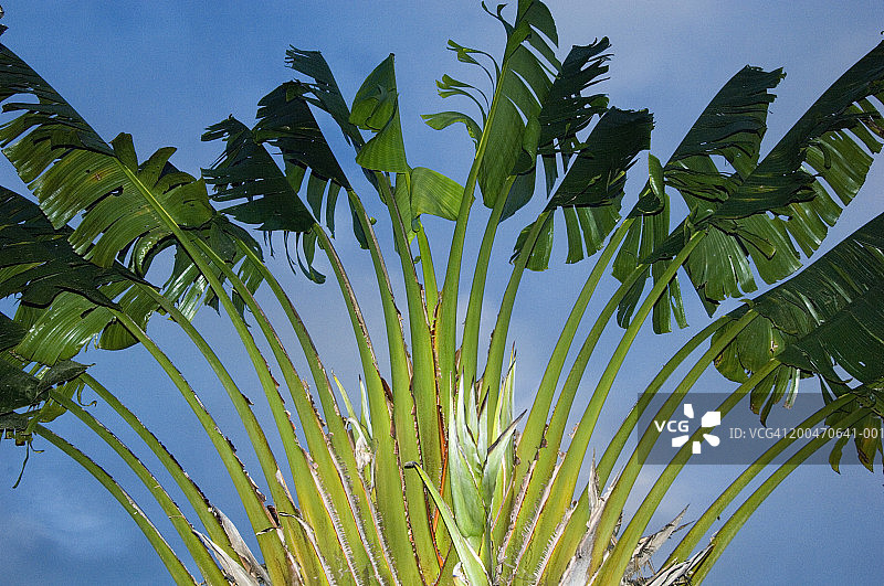 马达加斯加：旅人蕉图片素材