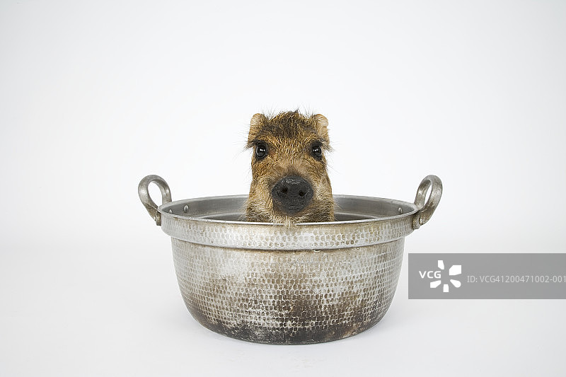 炖锅里的小野猪图片素材