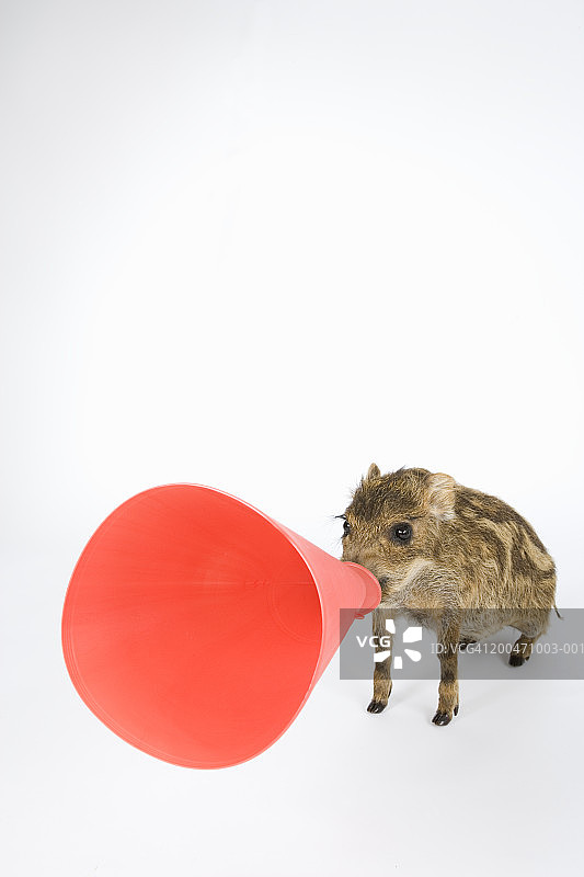 带着扩音器的幼年野猪图片素材