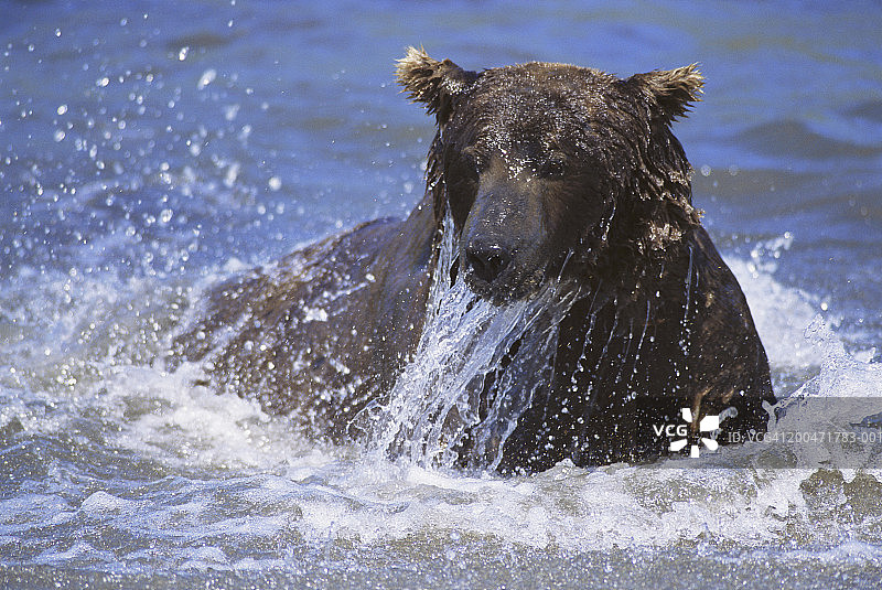 河中捕鱼的灰熊（Ursus arctos horribilis）特写图片素材