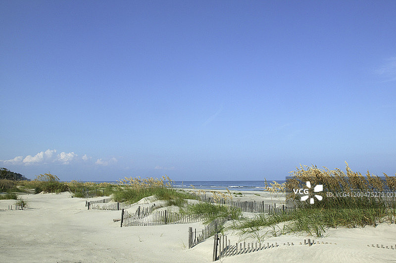 沙丘上的潘帕斯草(Cortaderia selloana)和木栅栏图片素材