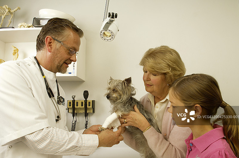 年长的男兽医为狗爪包扎，女主人在一旁扶着图片素材