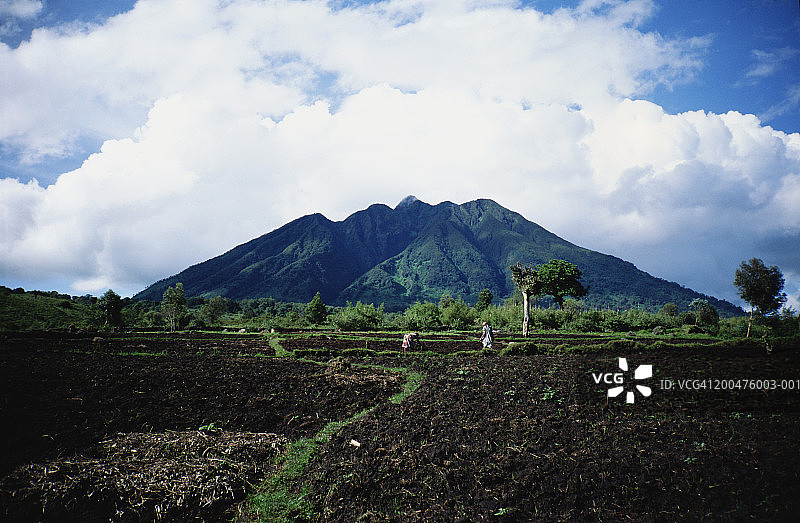 乌干达妇女耕作，鲁文佐里山背景图片素材