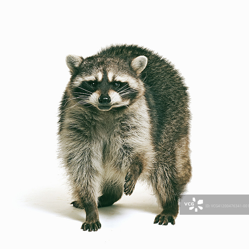 白底浣熊（Procyon lotor）图片素材