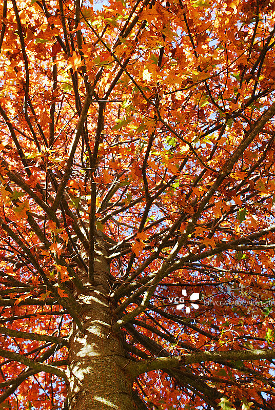秋天的黑橡树图片素材
