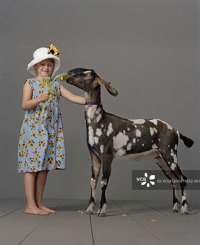 和有斑点的山羊在一起的女孩图片素材