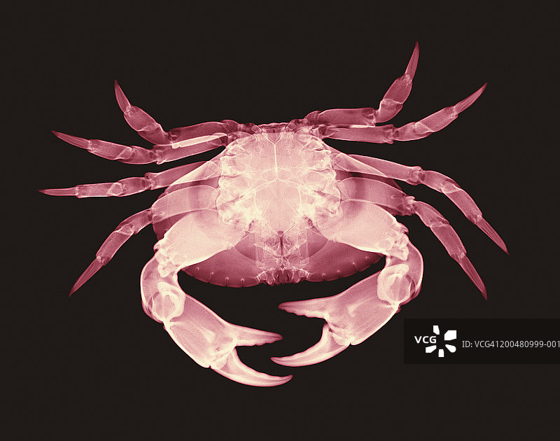 螃蟹X光特写（数字增强）图片素材