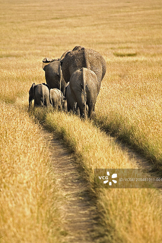 一群非洲象走在轮胎印中，后视图图片素材