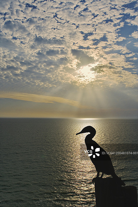 日落时分，凤头鸬鹚在码头上图片素材