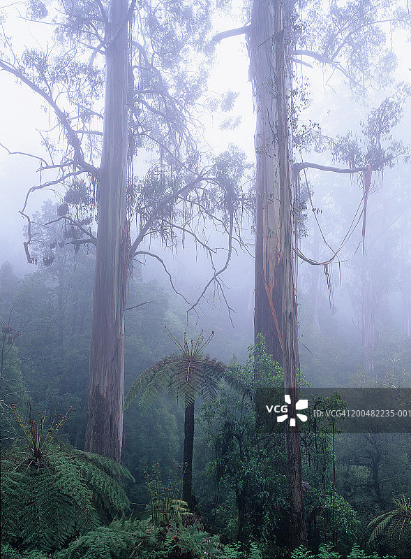 澳大利亚维多利亚州：雾中的沼泽桉树和树蕨图片素材
