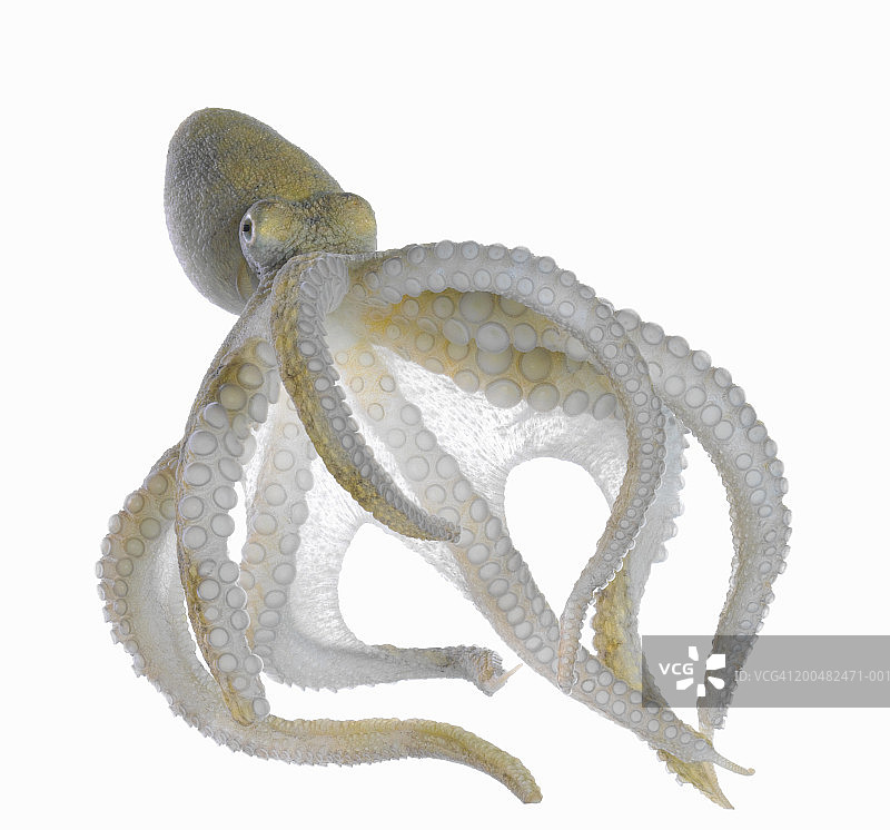 章鱼图片素材