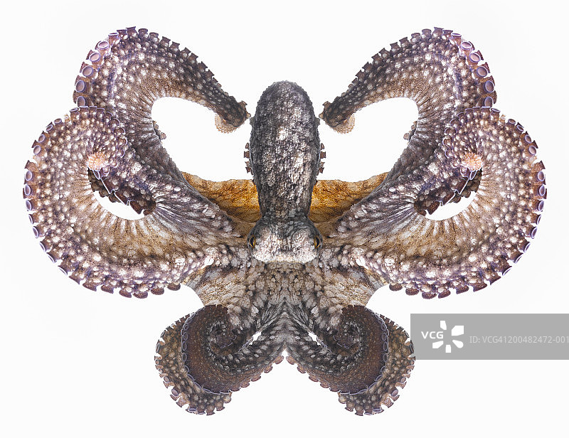 防御姿态的章鱼图片素材