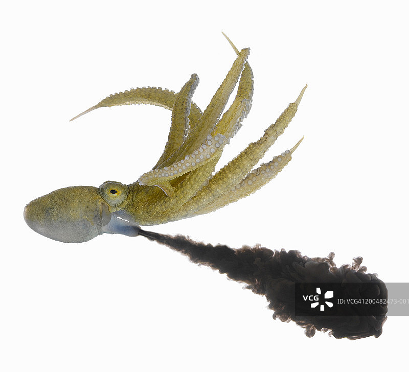 章鱼喷墨图片素材