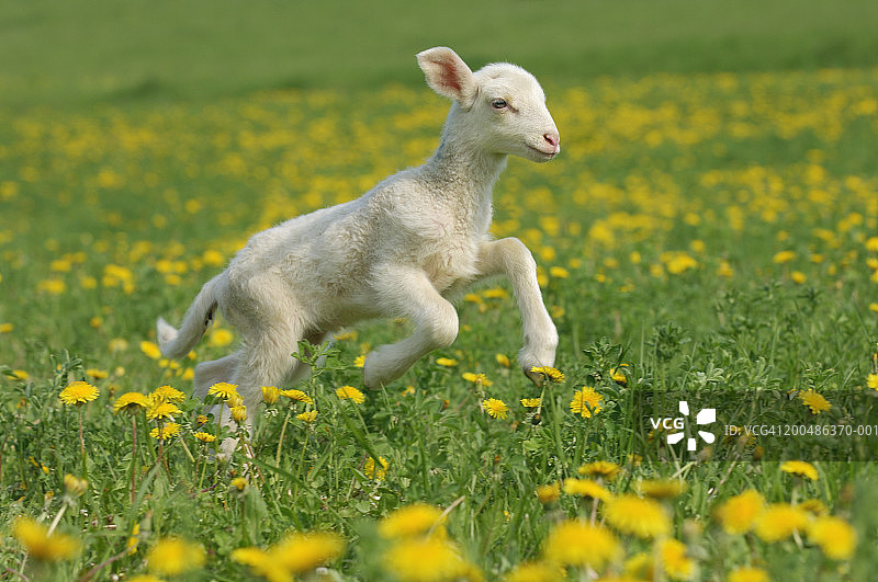 在草地上奔跑的绵羊羔（Ovis aries）图片素材