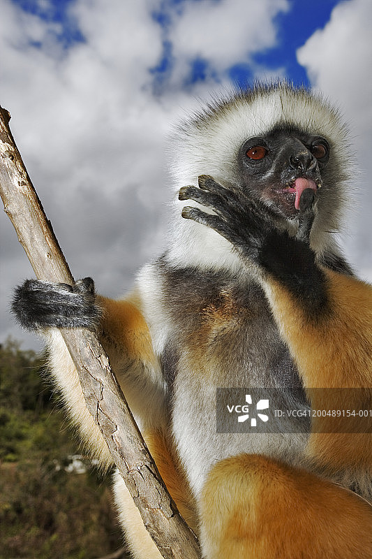 戴冕狐猴（Propithecus diadema diadema）梳理毛发特写图片素材