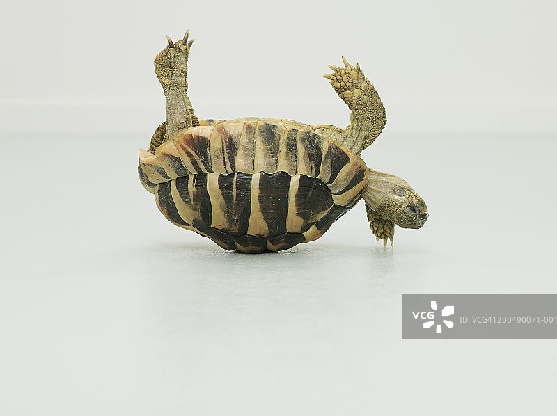 乌龟倒立，用壳保持平衡图片素材