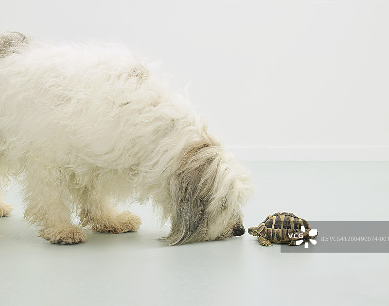 狗与乌龟面对面站立图片素材