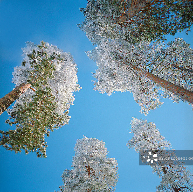 仰视雪树图片素材