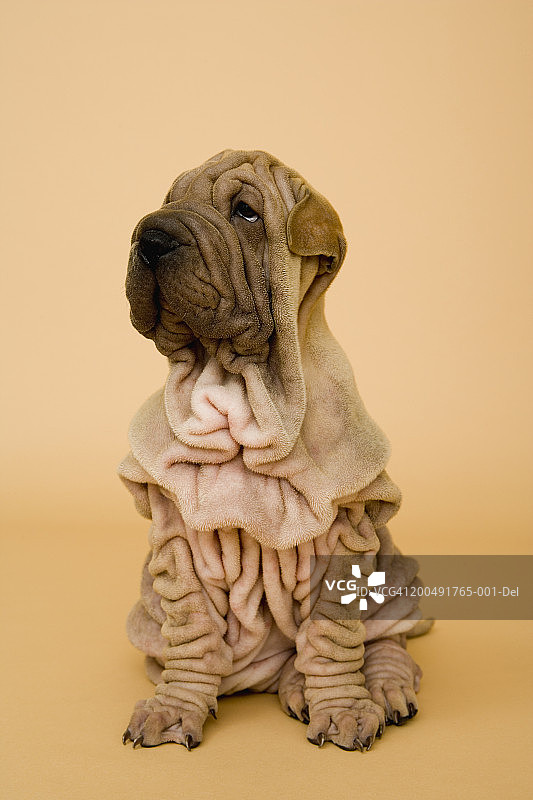 沙皮幼犬望向远方图片素材