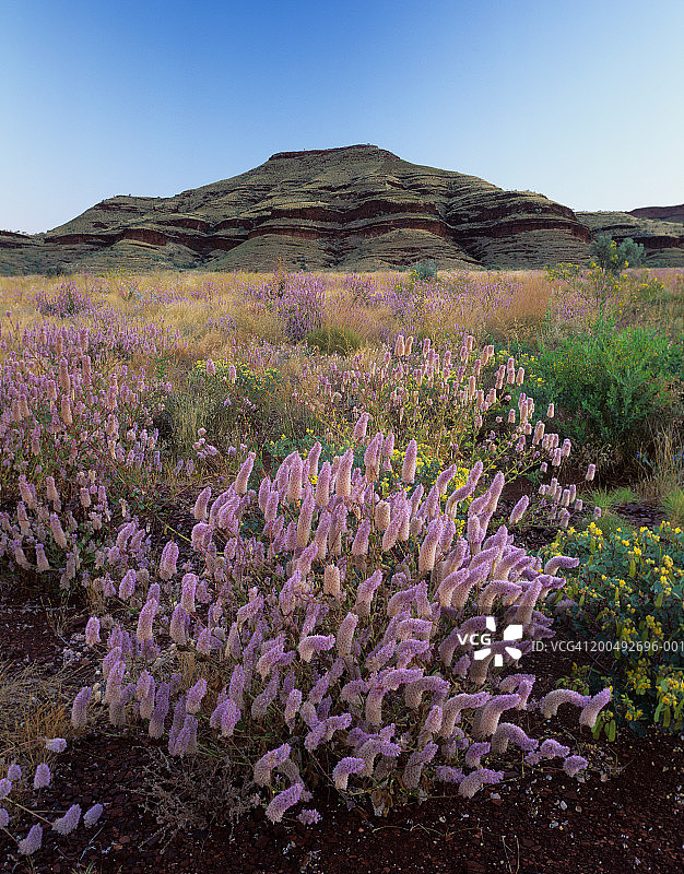 西澳大利亚州卡里基尼国家公园，黄昏时分的mulla mulla图片素材