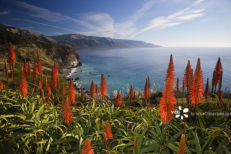 美国加利福尼亚州大瑟尔，海边盛开的芦荟图片素材