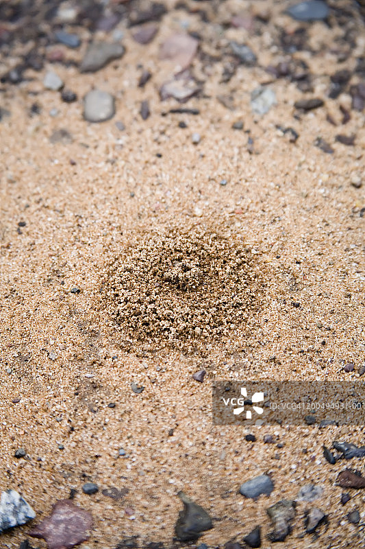 蚁丘特写（聚焦蚁丘）图片素材