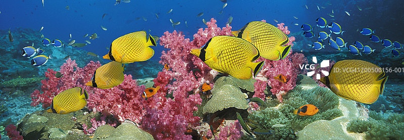 珊瑚礁上的鱼，水下景观（数字合成）图片素材