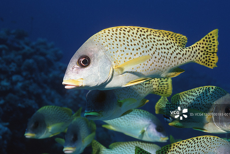 水下观察到的黑斑石鲈鱼群图片素材
