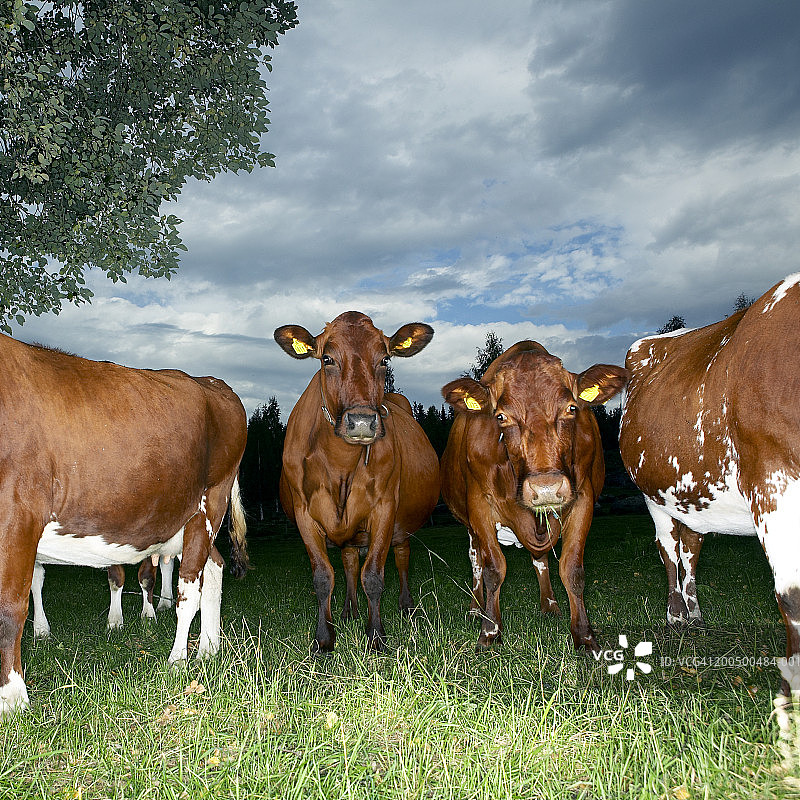 瑞典韦姆兰黄昏时分吃草的奶牛图片素材