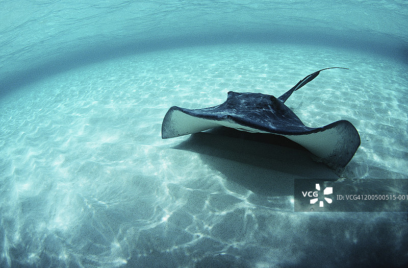 水下视角的南方黄貂鱼图片素材