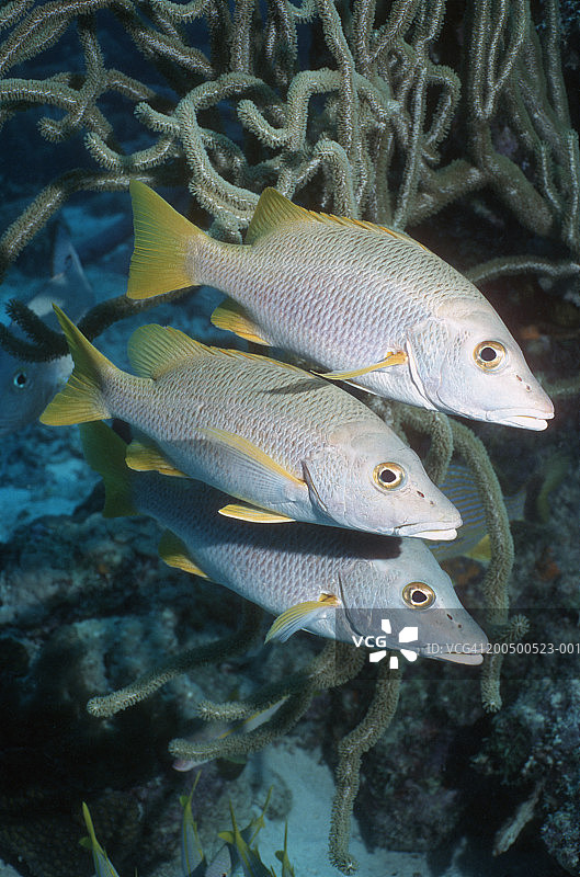 珊瑚礁上的学士鱼（Lutjanus apodus）水下景观图片素材