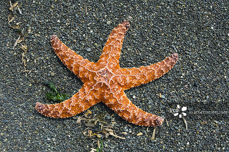 海滩上的赭色海星图片素材