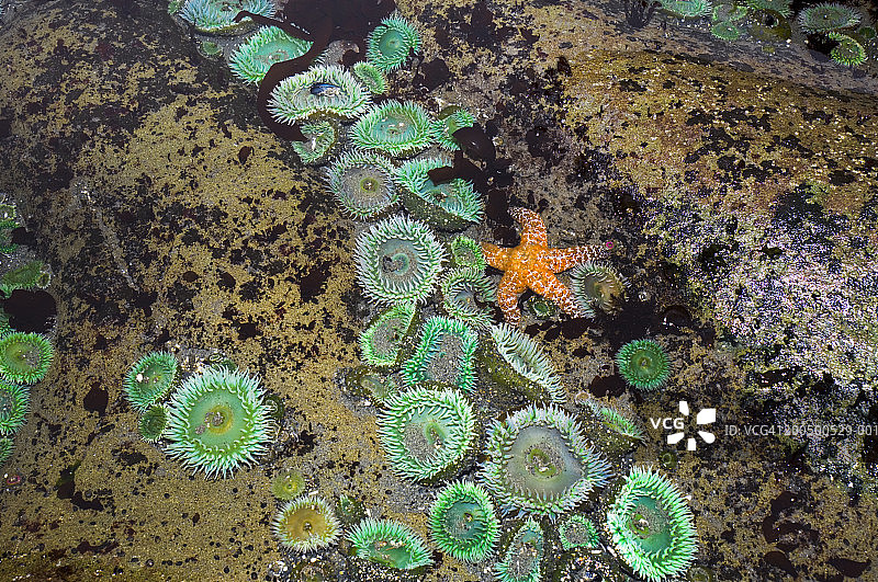退潮时潮池中的海葵和海星图片素材
