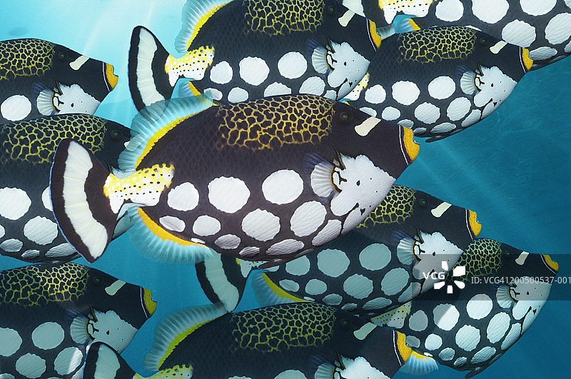小丑炮弹鱼群，水下景观（数码合成）图片素材