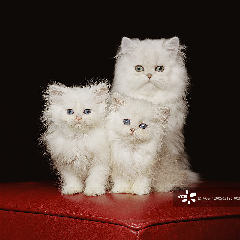 白色波斯猫与两只小猫在红色脚凳上，肖像图片素材