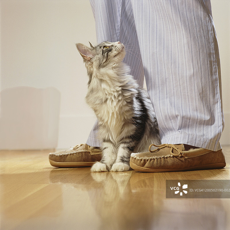 缅因猫抬头看穿睡衣的主人图片素材