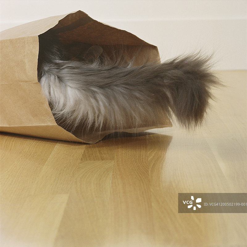 成年缅因猫从纸袋里伸出的尾巴图片素材