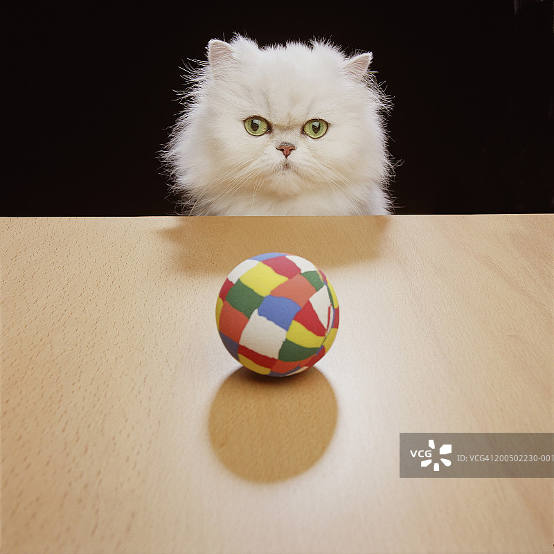 白色波斯猫盯着彩色玩具球，正面视角图片素材