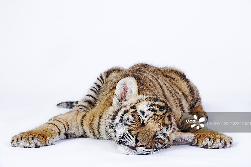 小老虎（Panthera tigris）特写图片素材