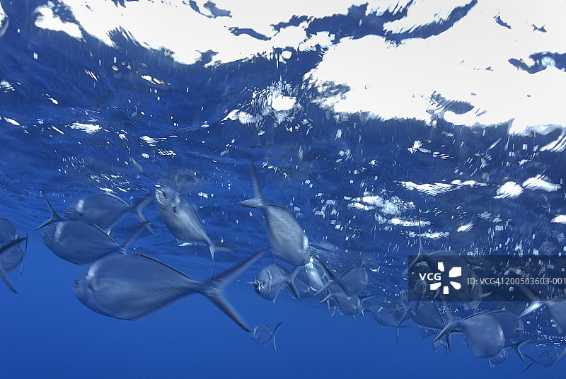 水下视角的钢鲳鱼群图片素材