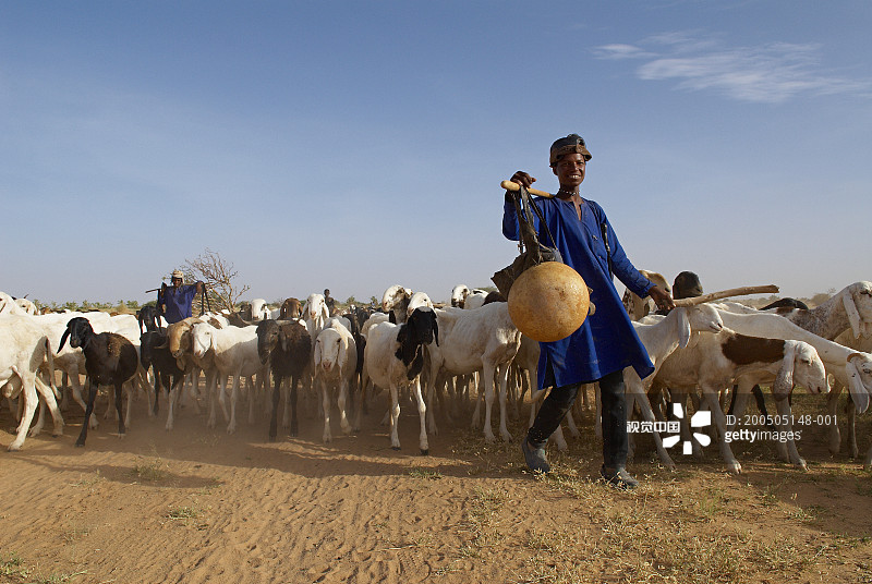尼日尔塔瓦地区的游牧部落营地，男子与山羊群的肖像图片素材
